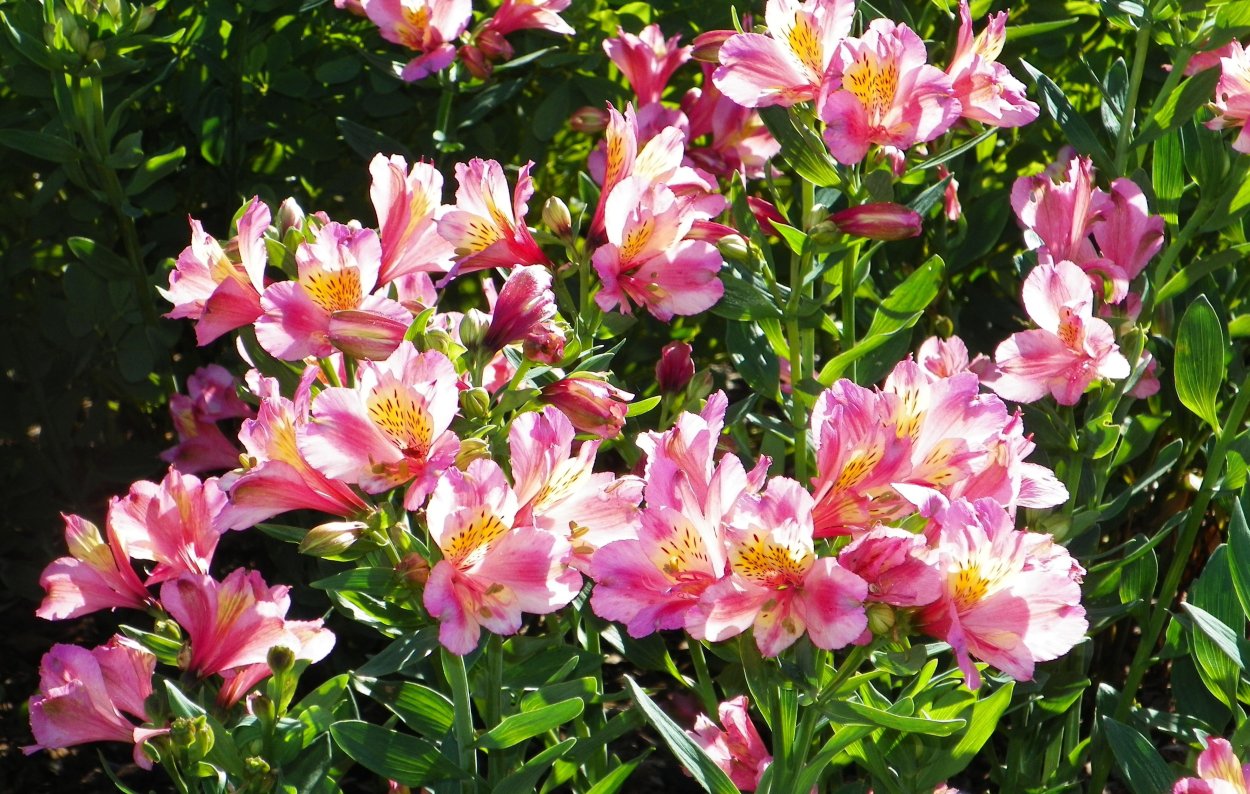 Эустома Мисс Нора