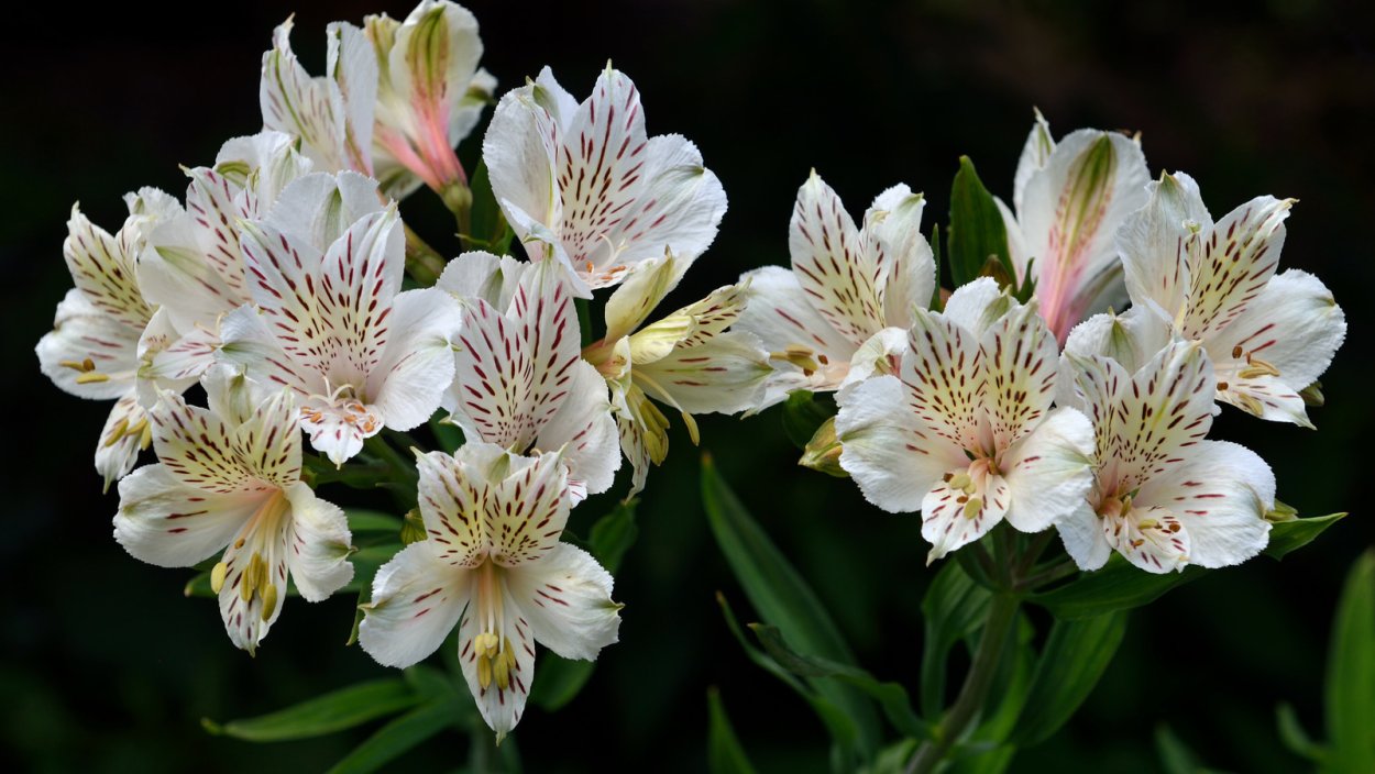 Перуанская Лилия альстромерия