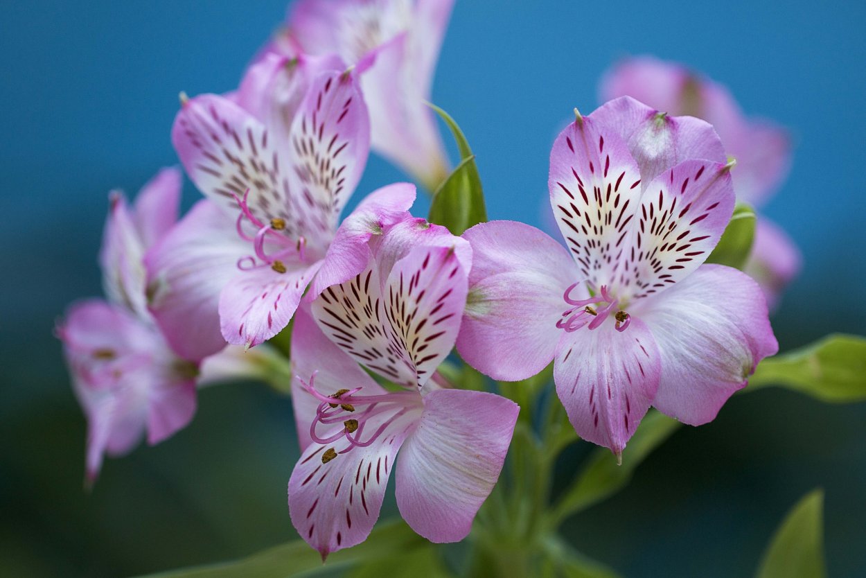 Альстромерия вариегатная
