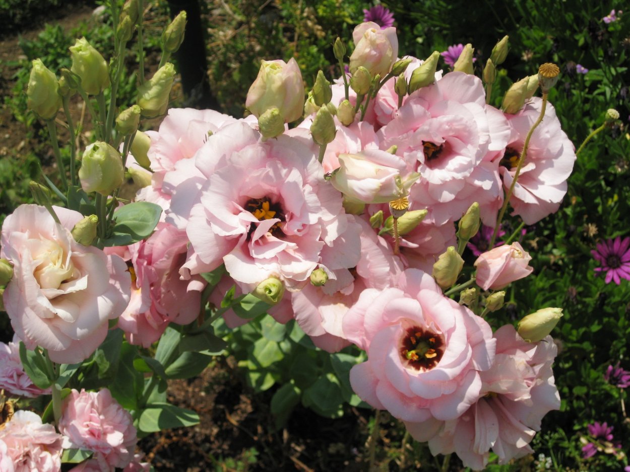 Букет из Аустерия