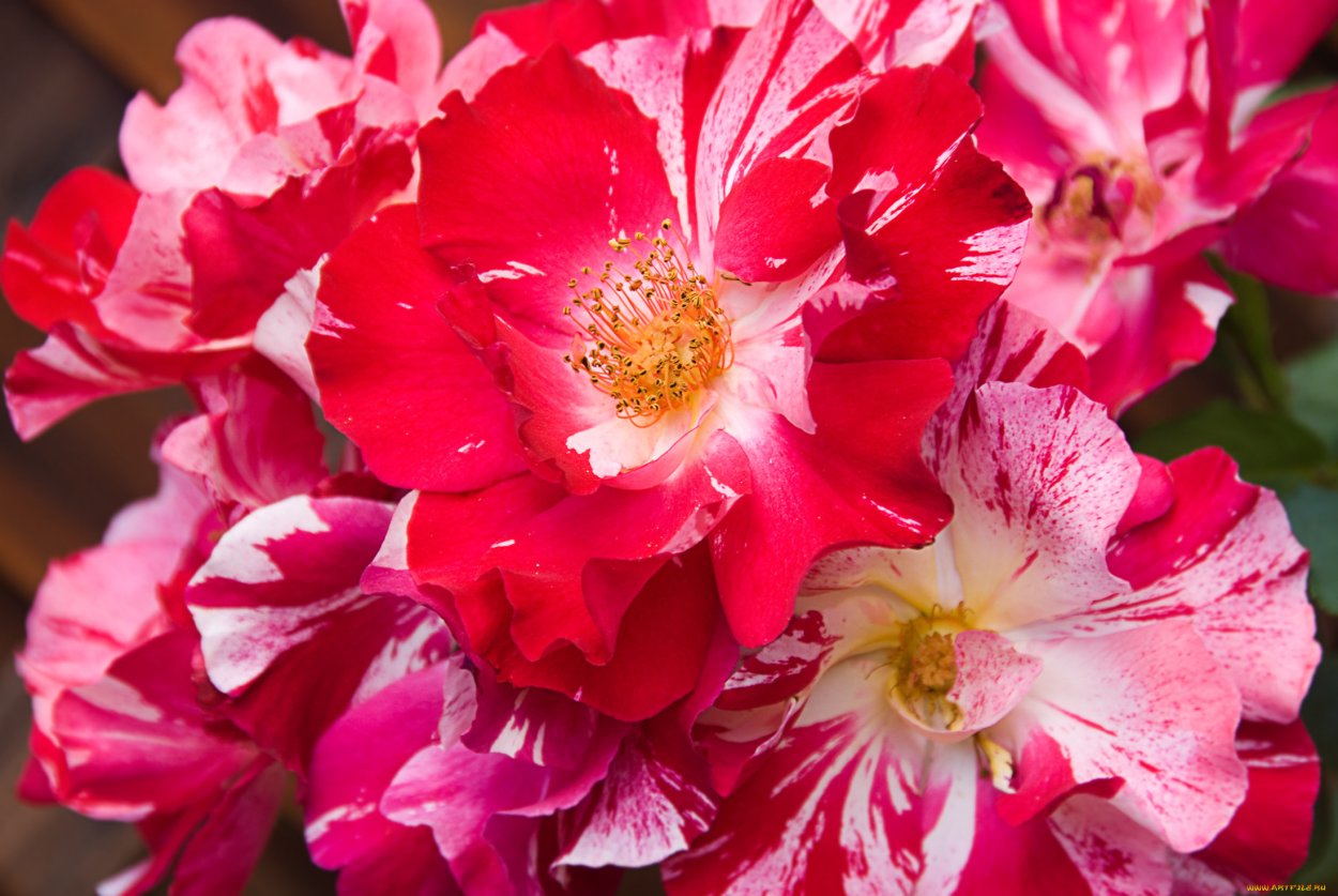 Цветы астельмерия