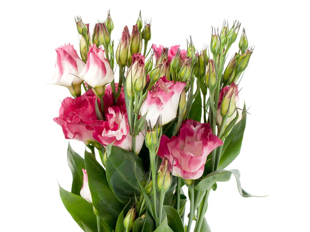 Цветы в букете альстромерия