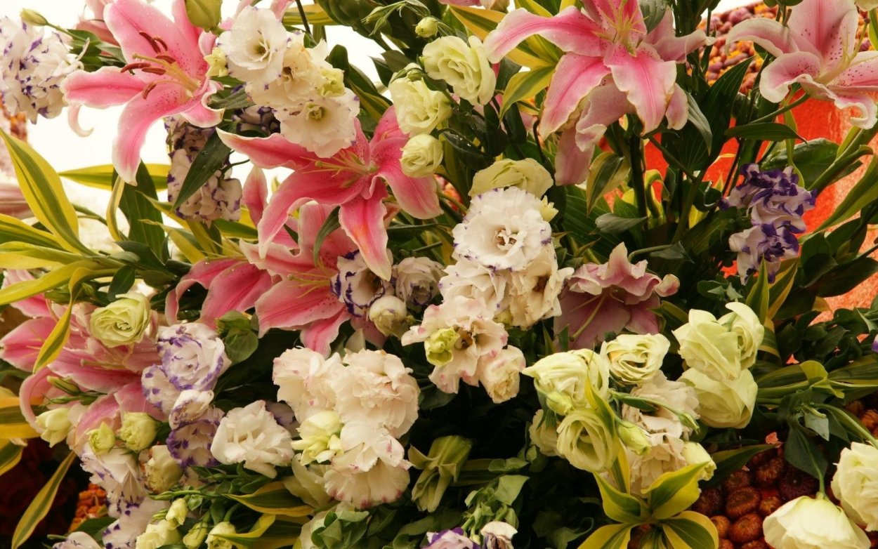 Лилии Петер Шейк