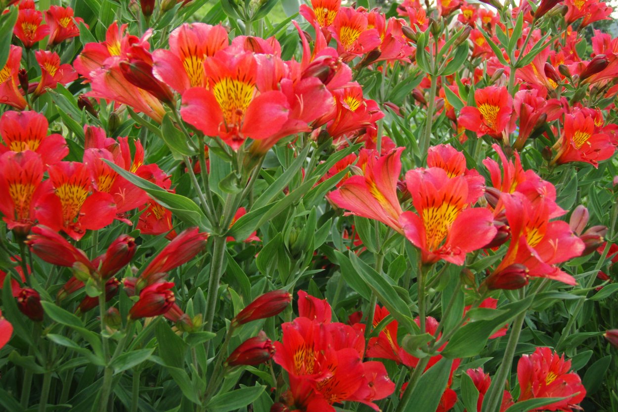 Альстремерия Цветущая цветы