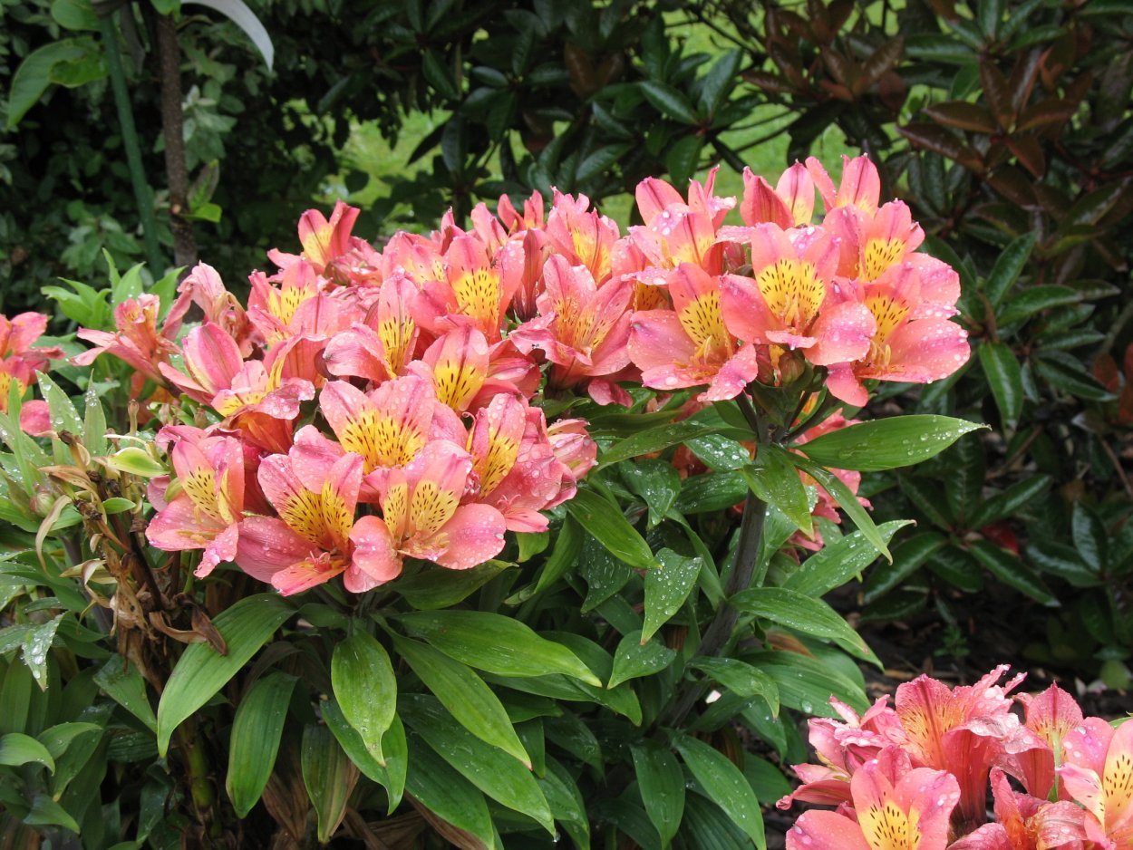 Цветы Аустерия