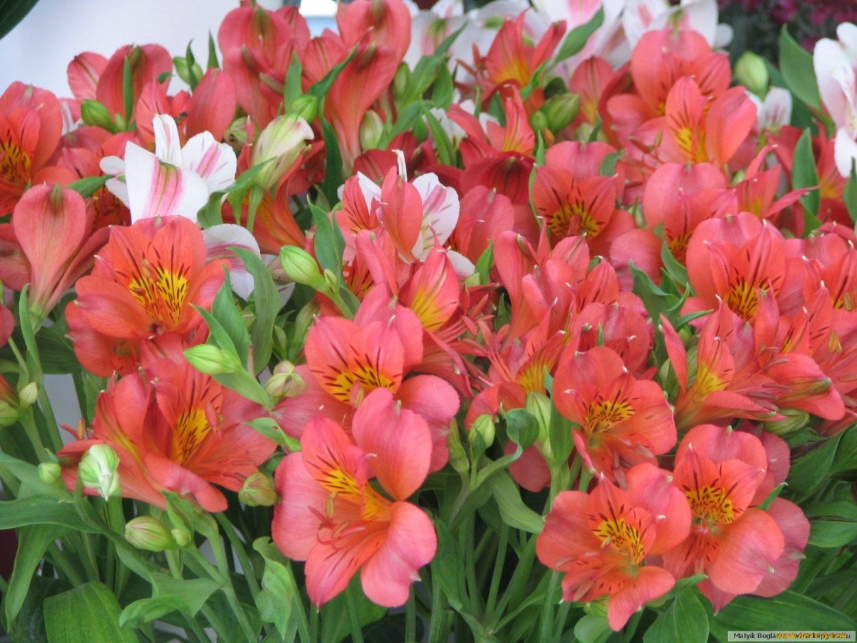 Цветы похожие на лилии