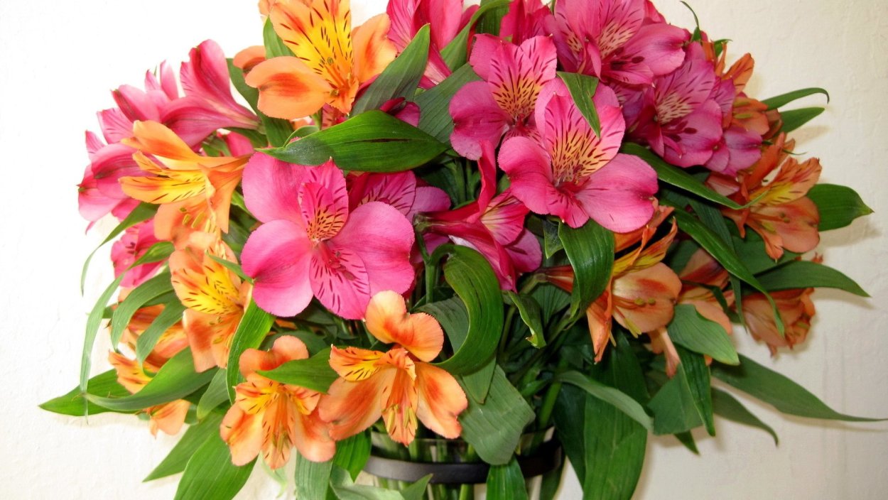 Альстромерия сорт Ланкастер