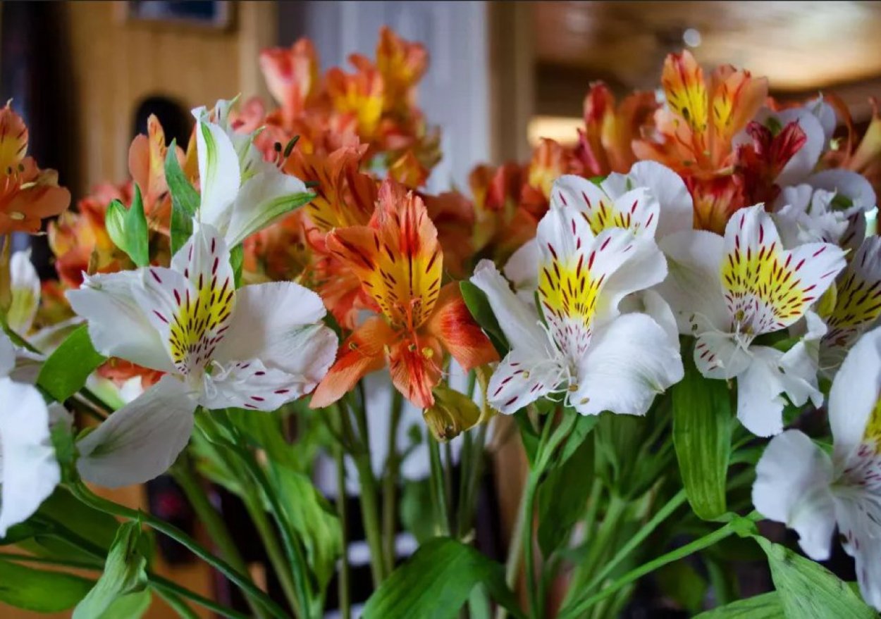 Глориоза цветок