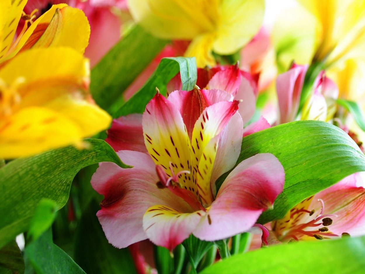 Коломбина Akelei цветок