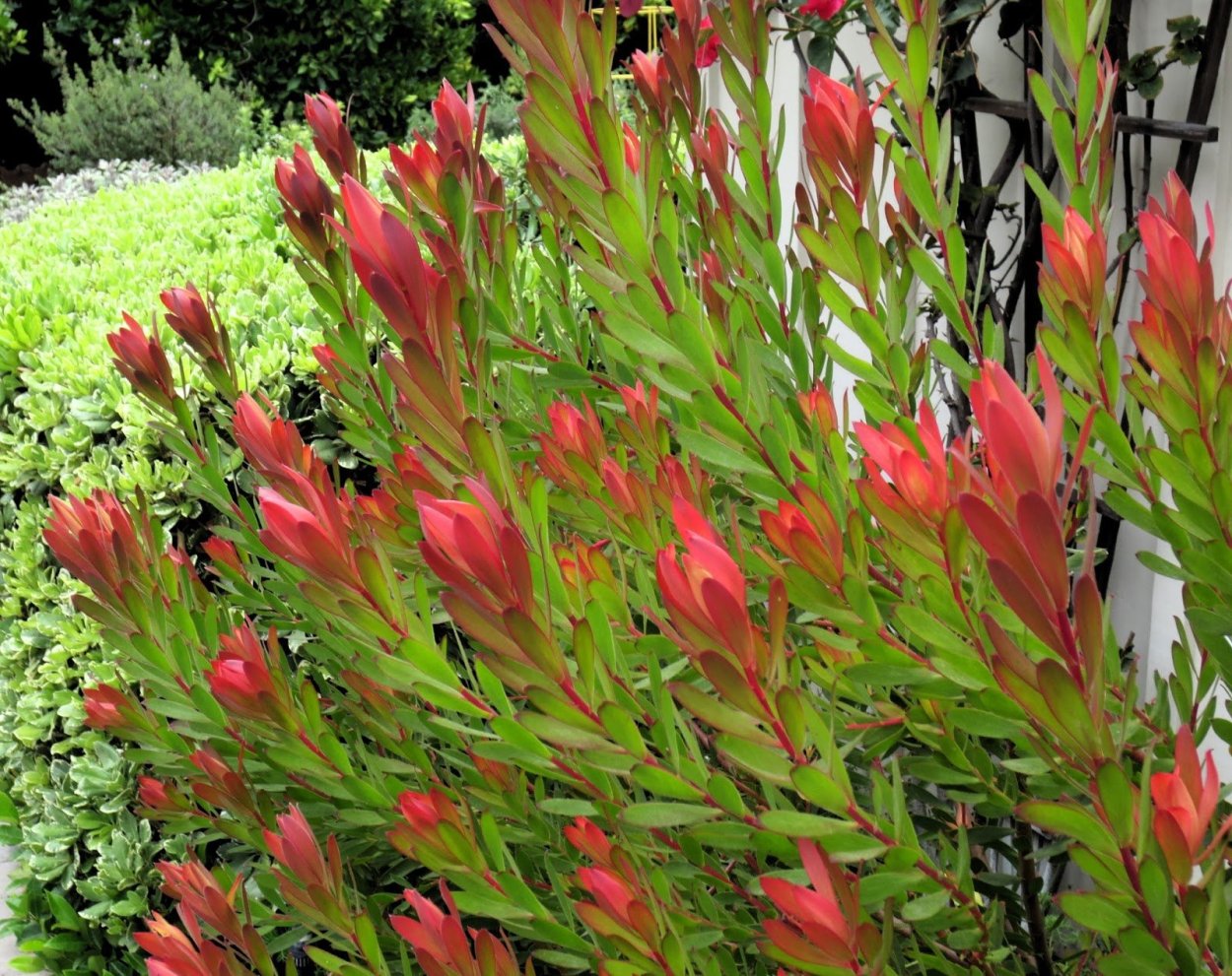 Эустома лизиантус