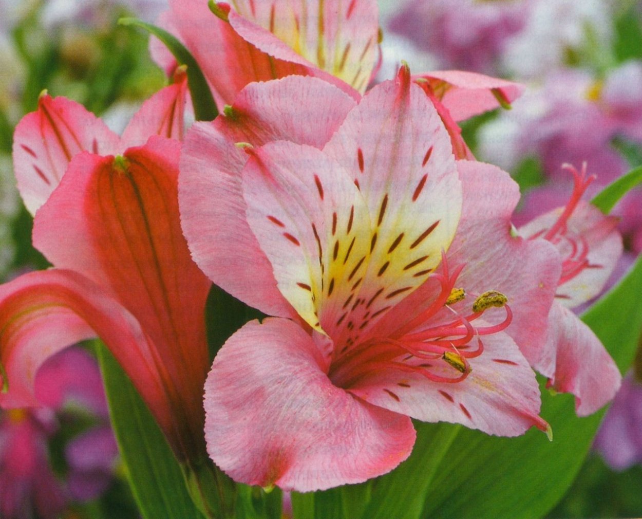 Пионы композиция