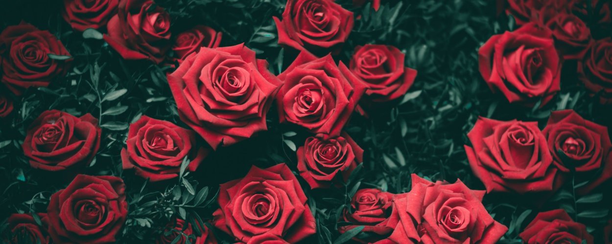 Фон из красных роз