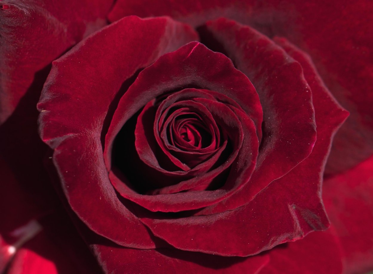 Кроваво красные розы