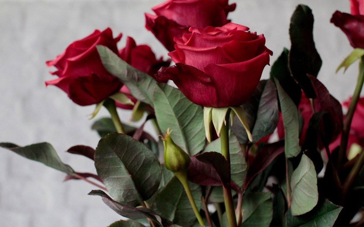 Роза бордовая