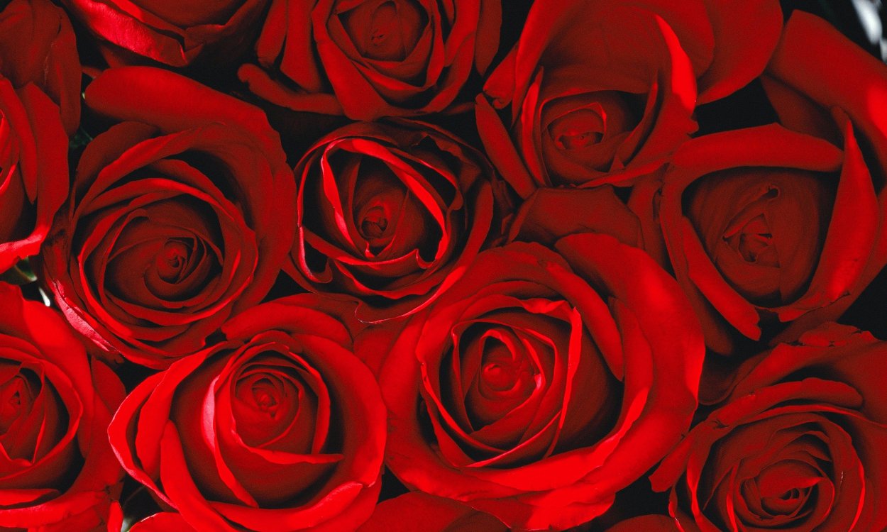 Букет "бархатные розы"