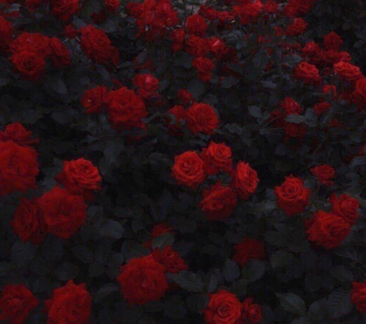 Бордовая роза эксплорер