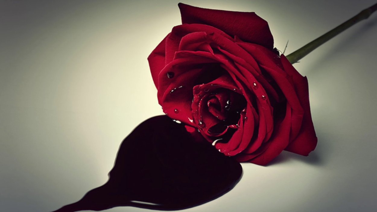 Красивый букет бордовых роз