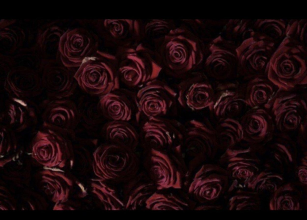 Алые бархатные розы