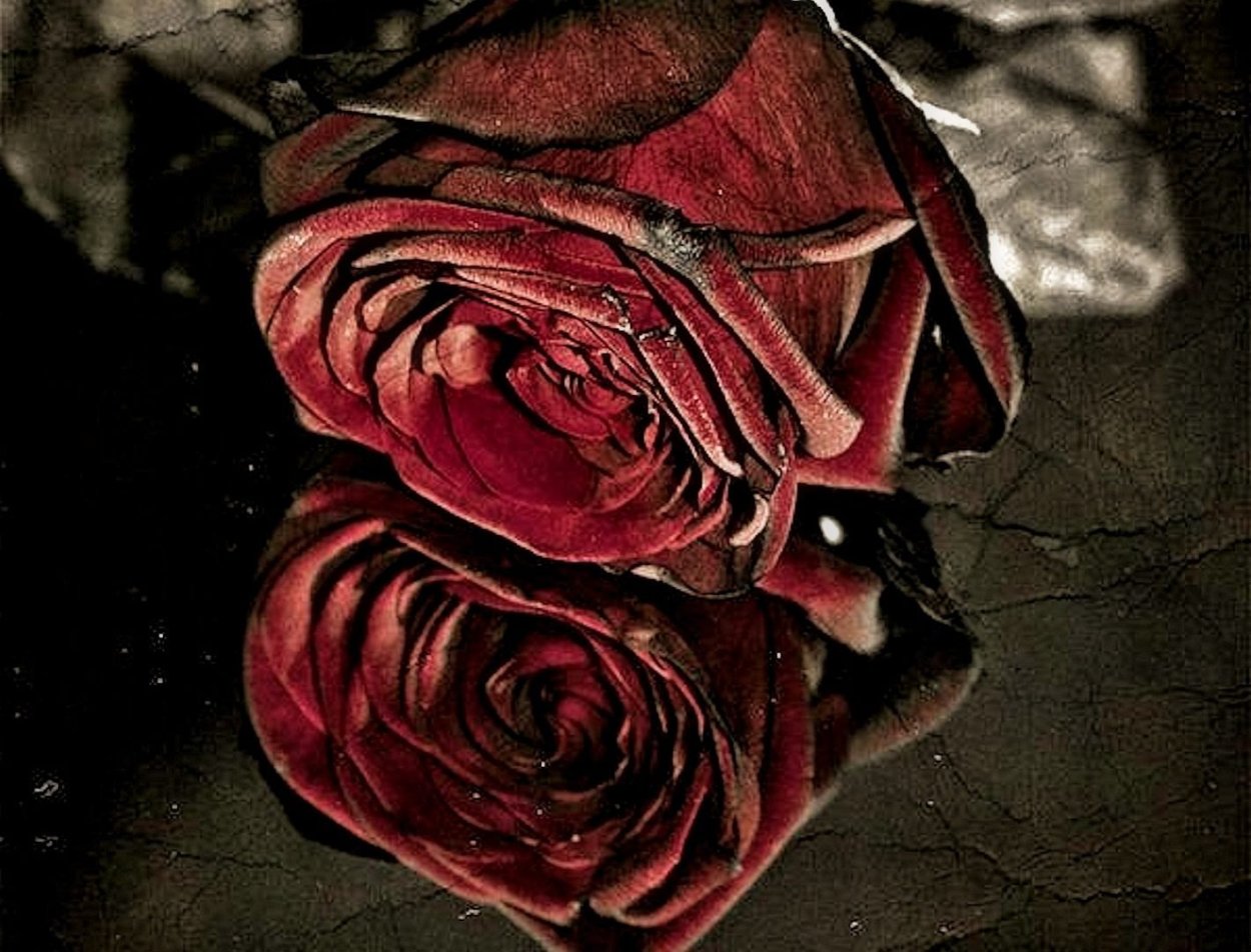 Бордо Bordeaux роза