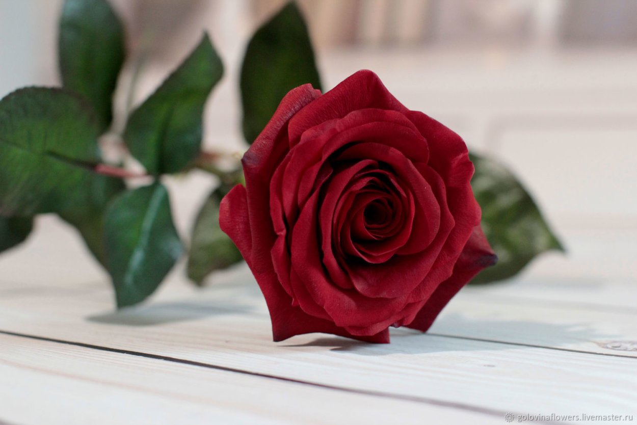 Роза папа Мейян