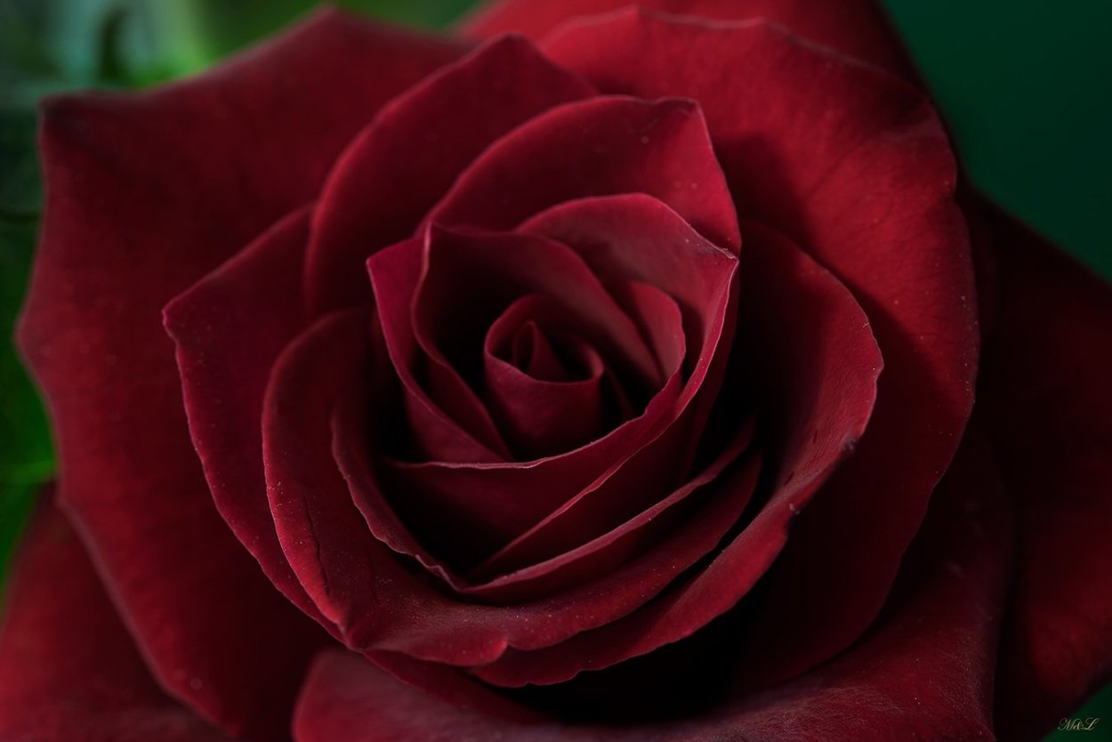 Красная роза на черном