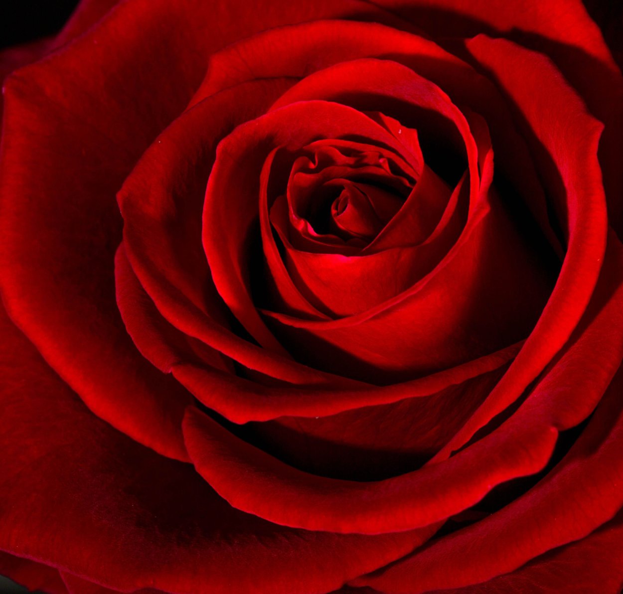 Букет красных роз