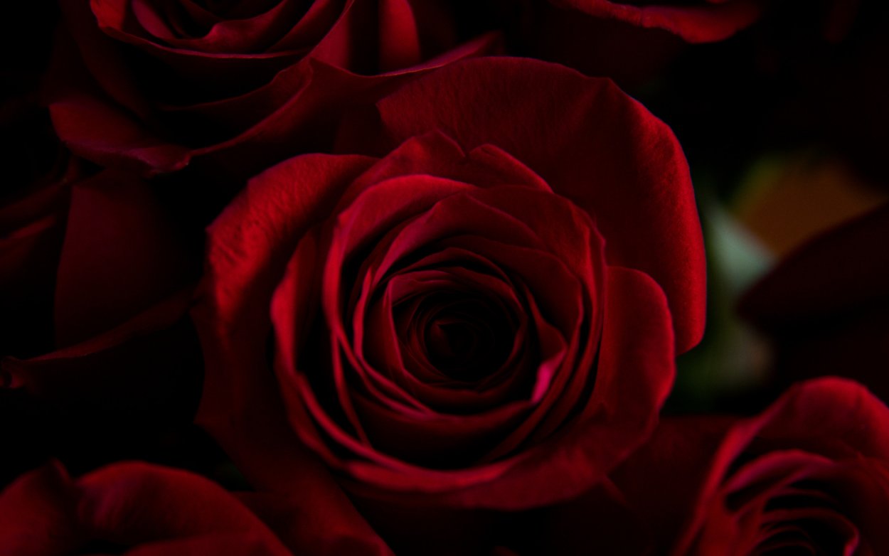 Букет «бордовая роза»