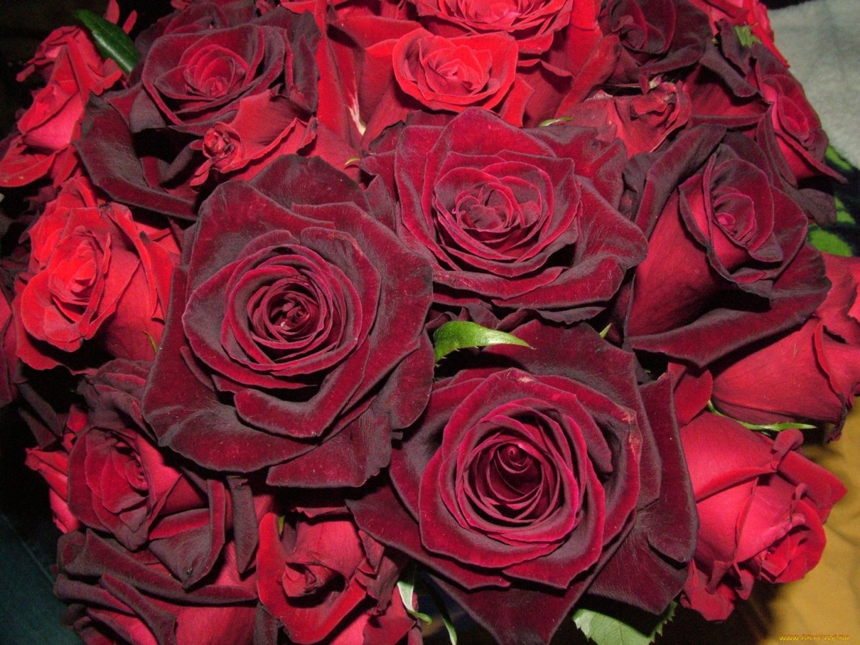 Кроваво красные розы