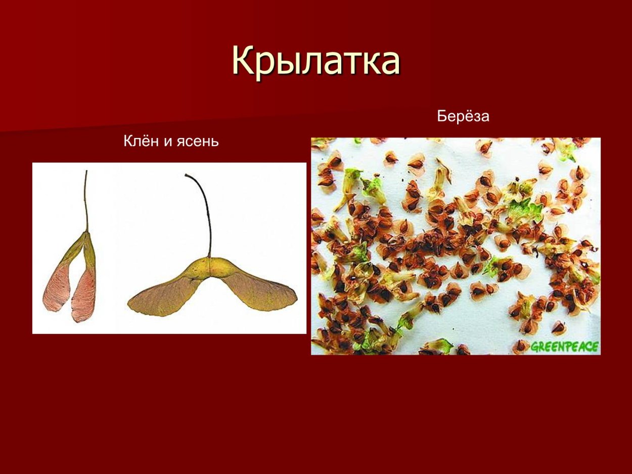 Клен остролистный крылатка