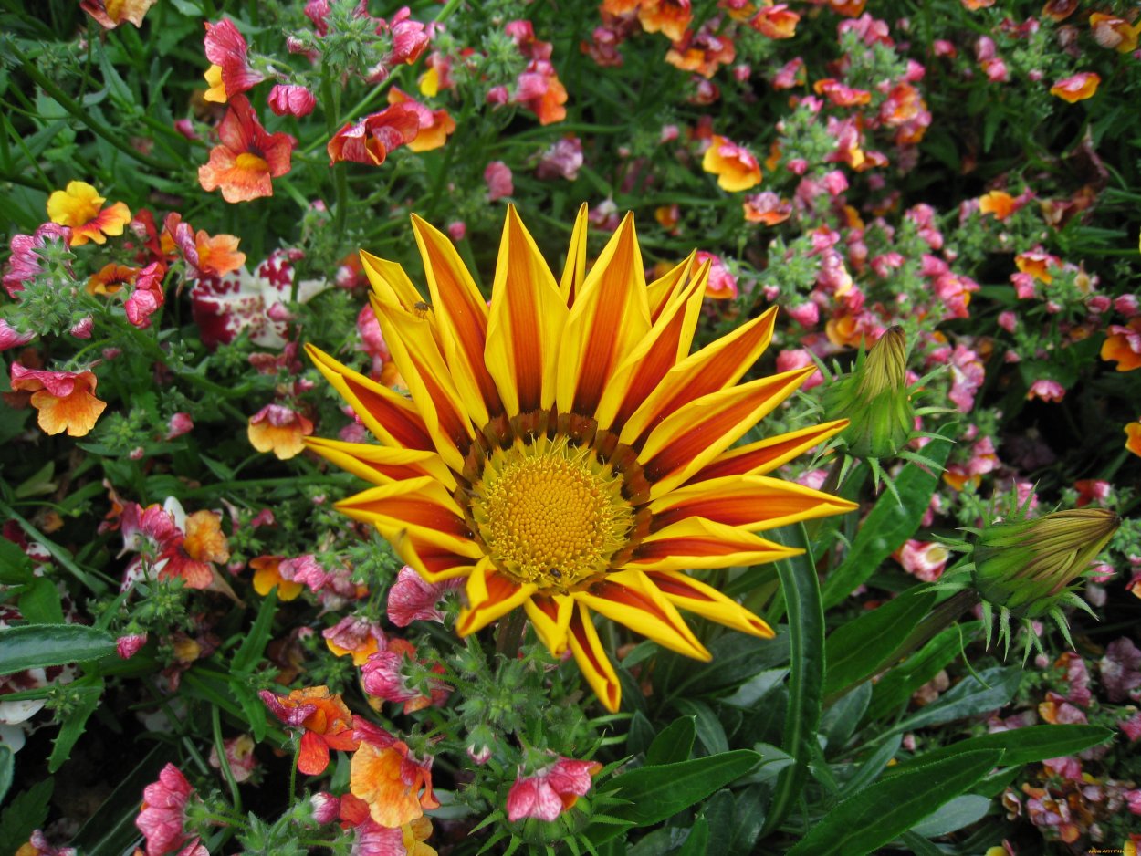 Гацания в огородах Урала