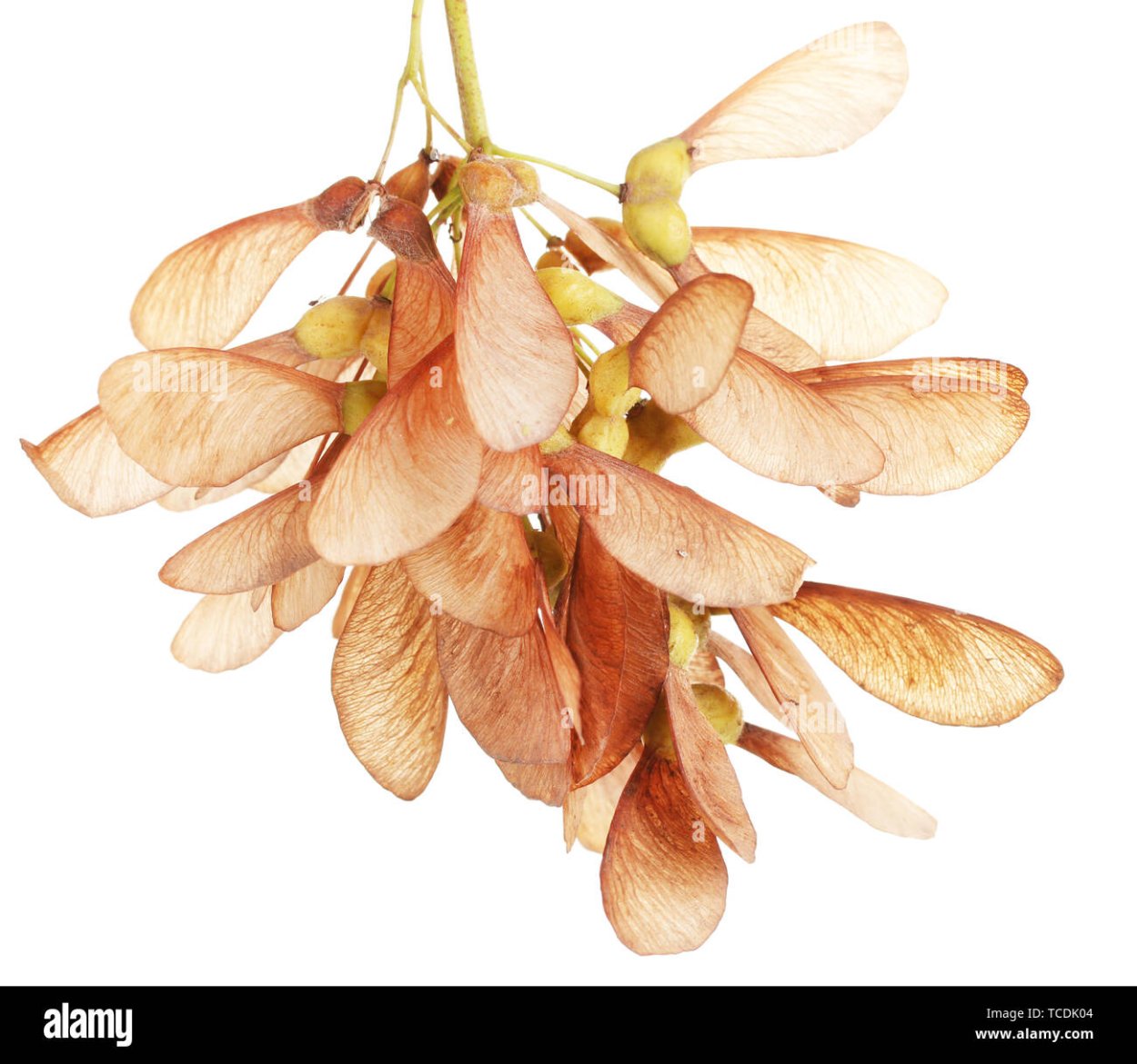 Листья граба и вяза