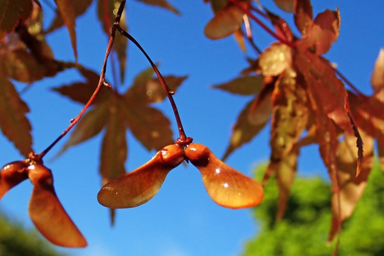 Клен остролистный плоды