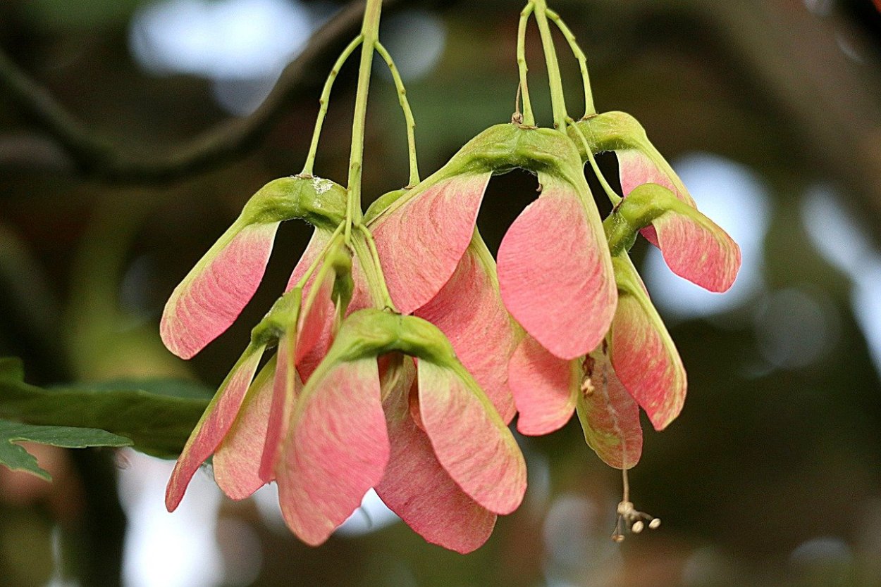 Ветер клена семена