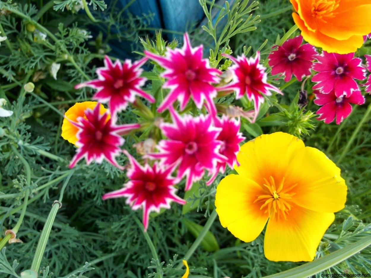 Раноцветущие цветы однолетние