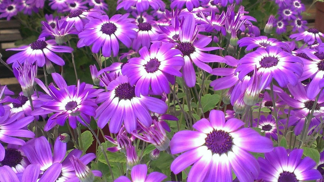 Цветы многолетники Матильда