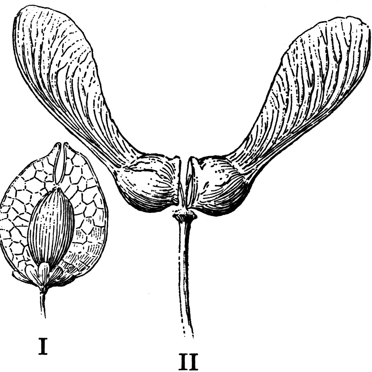 Листья клена вертолетики