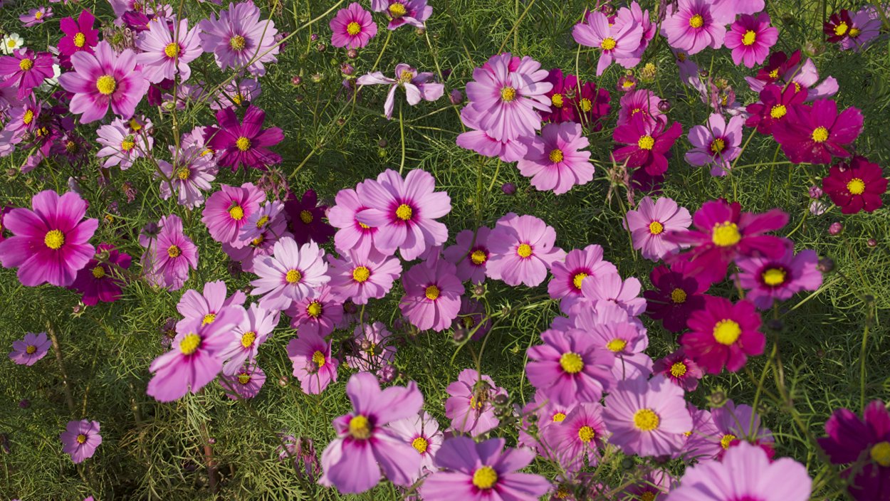 Космея низкорослая