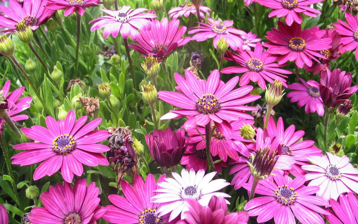 Остеоспермум Акила