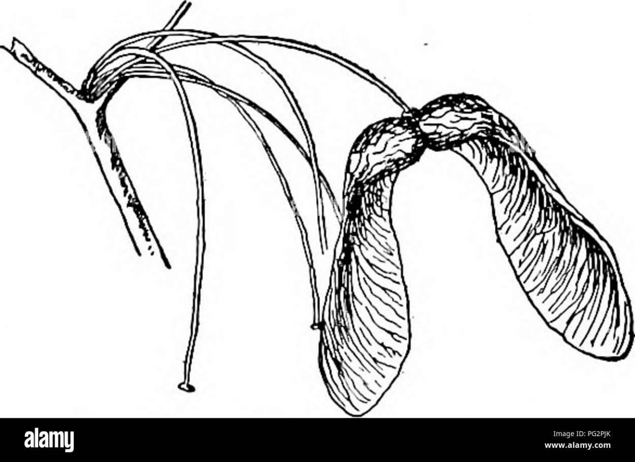 Семена ясеня и клена