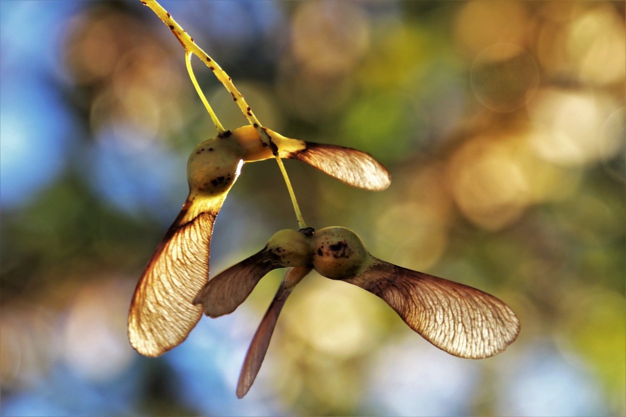 Клен ясенелистный Крылатки