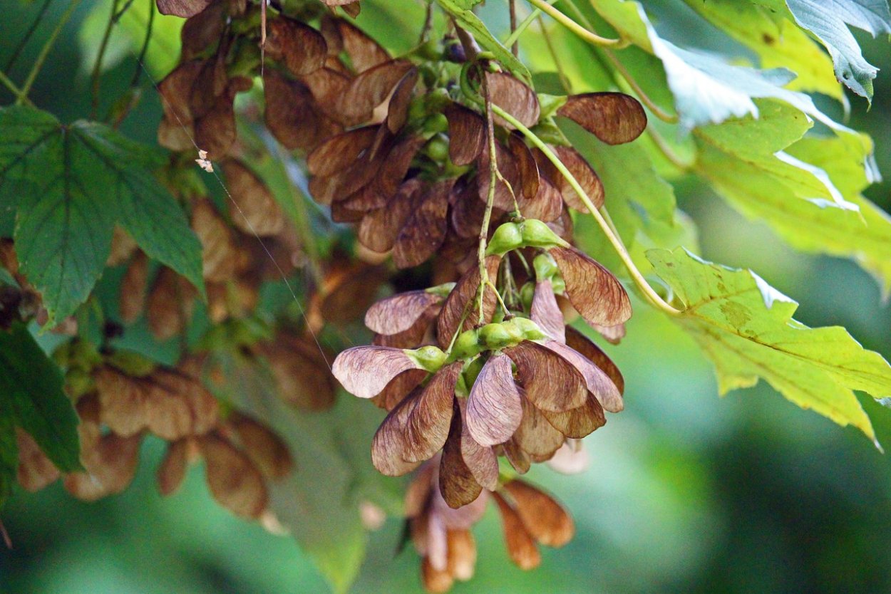 Семена дерева Samara Ash