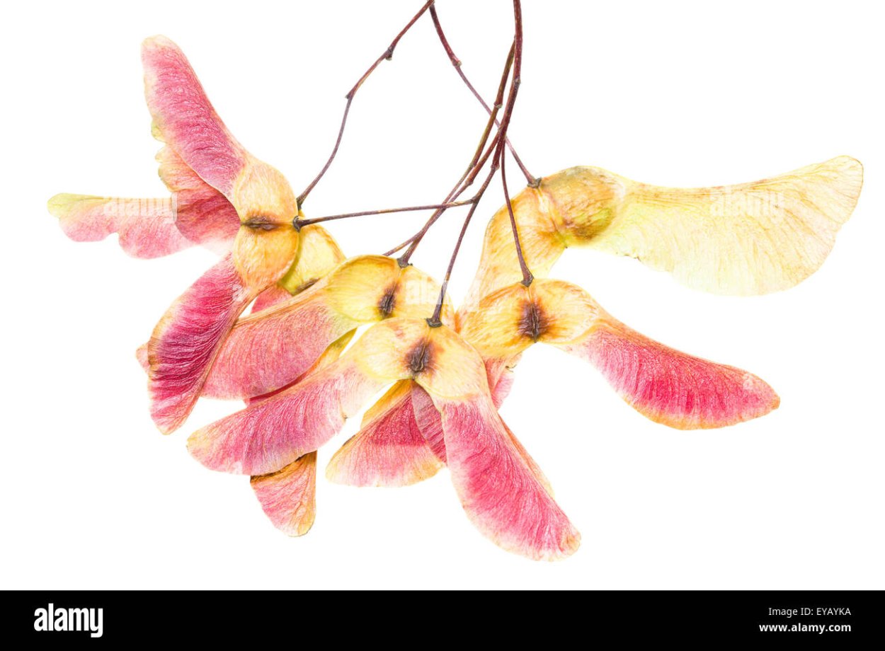 Раскраска семена клена для детей