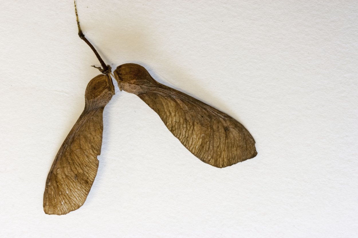 Клён ясенелистный вертолетики