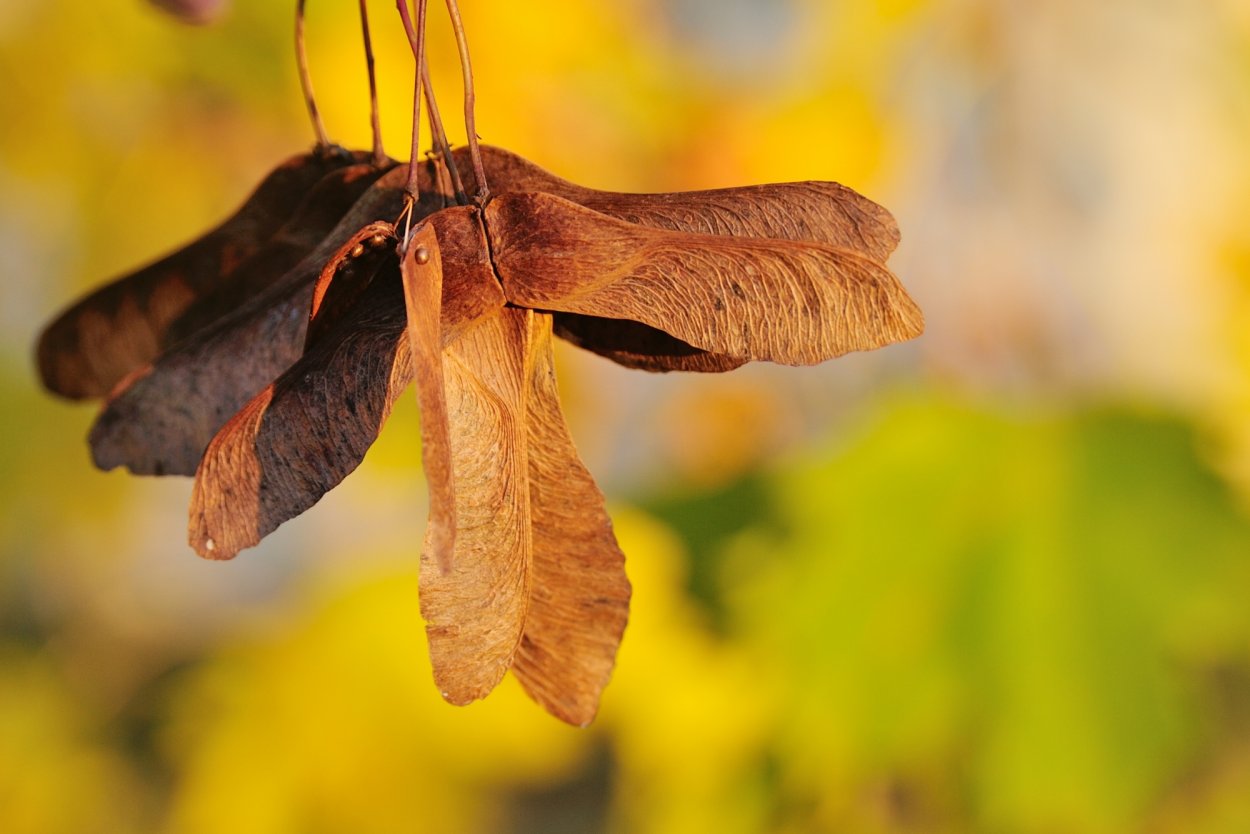 Крылатки – семена клена и ясеня