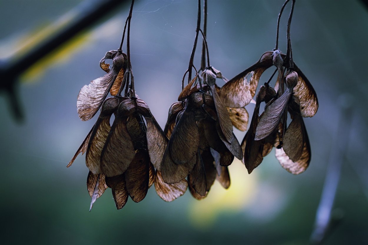 Семена ясеня и клена