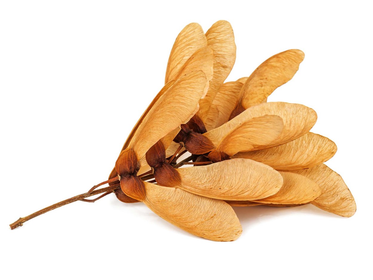 Семена клёна для детей