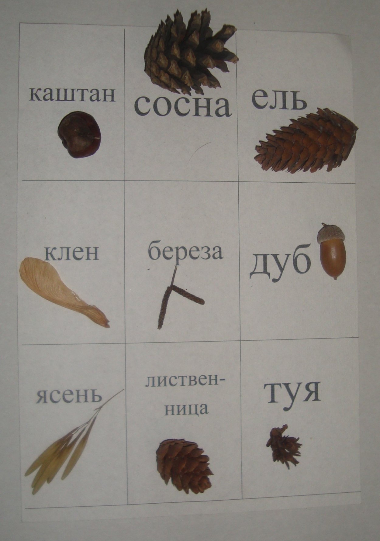 Семечко клена