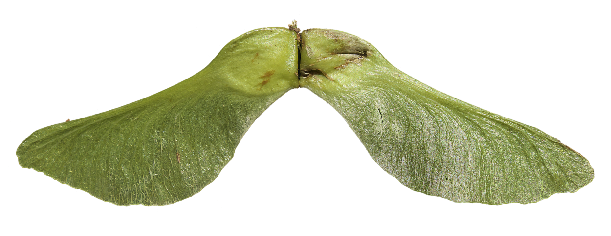 Плод клена на белом фоне