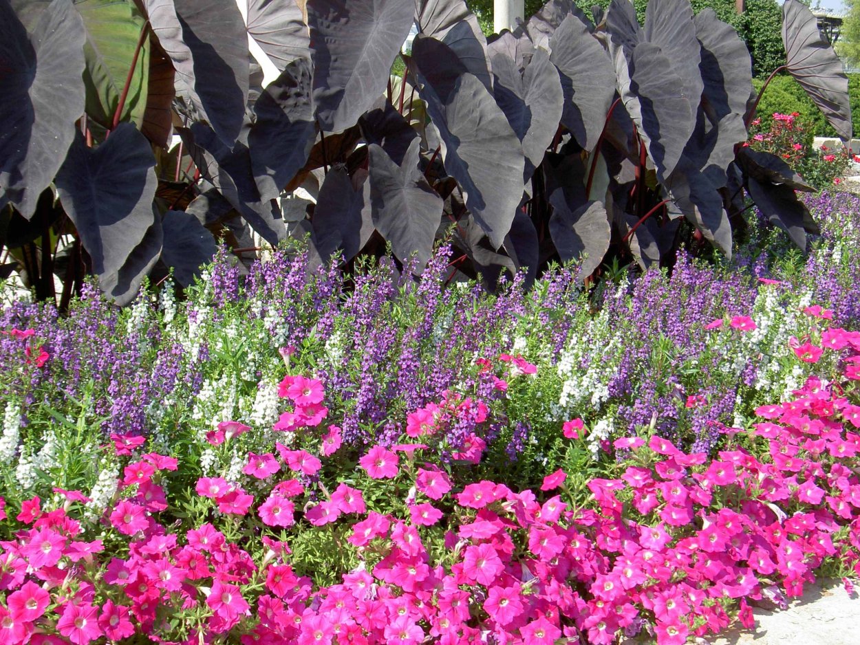 Высокорослые однолетники