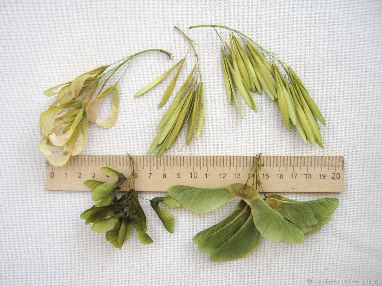 Семена клена на белом фоне